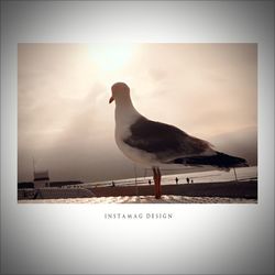 Seagull perching against sky