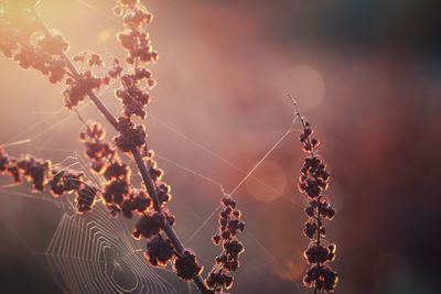 Low angle view of spider web on plant against sky