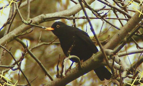 Bird perching on branch