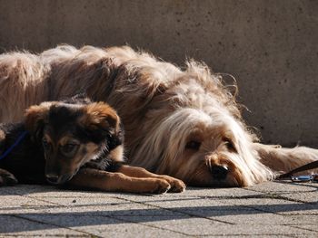 Close-up portrait of dog relaxing outdoors