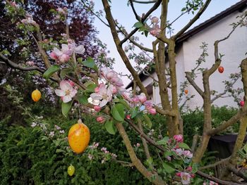 Apple blossoms in spring