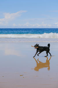 View of dog on beach