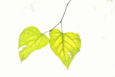 Close-up of leaves