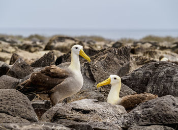 High angle view of seagulls on rock