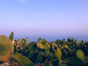 Scenic view of flowering plants against sky