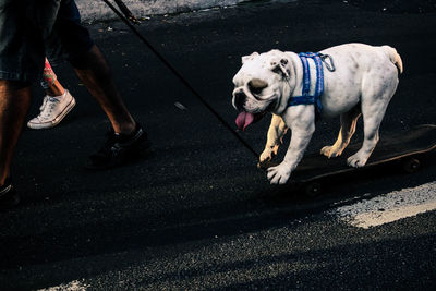 Low section of man with dog walking on road