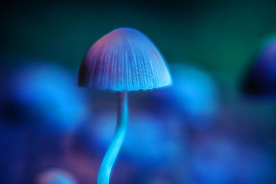 Close-up of mushroom against blue sky