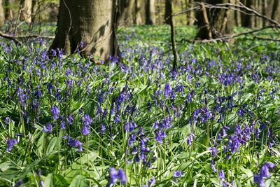 Purple flowers blooming in field