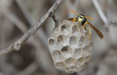 Close-up of bee on plant