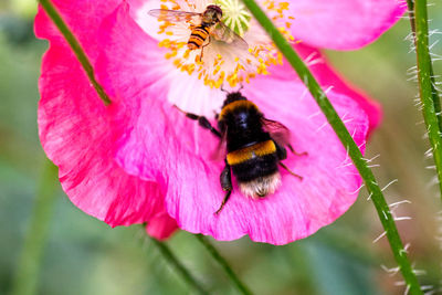 Close-up of bee and hoverfly pollinating on pink flower