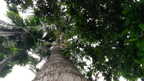 Low angle view of palm tree against sky