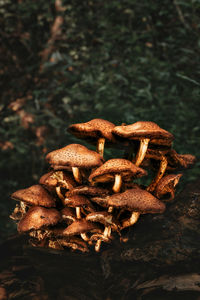 mushroom