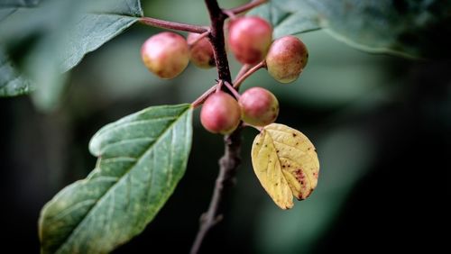 Close-up of berries growing on tree