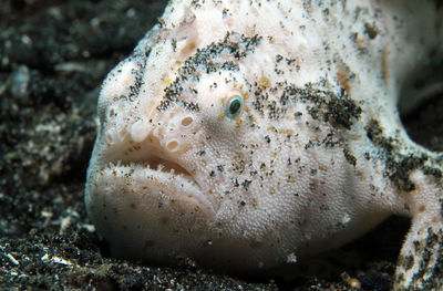 Close-up of fish underwater