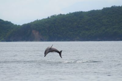 Bottle-nosed dolphin jumping in sea