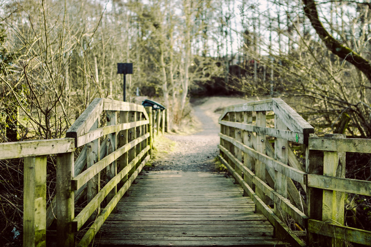 BOARDWALK AMIDST TREES AND PLANTS