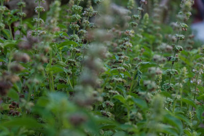 Close-up of plant growing on field