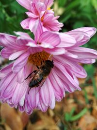 Close-up of honey bee pollinating on pink flower