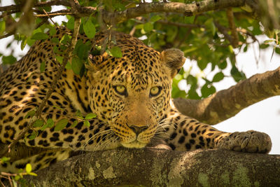 Close-up of leopard lying on tree branch