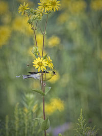 Close-up of yellow flower