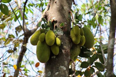 Low angle view of fruits hanging on tree