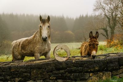 Horse and donkey standing by old retaining wall in foggy weather