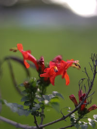 Close-up of red flowering plant