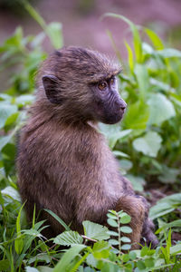 Close-up of monkey amidst plants