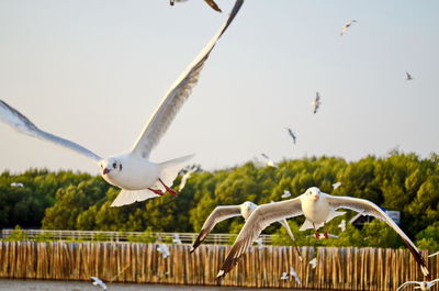 Seagulls flying in the sky