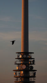 Low angle view of bird flying in sky