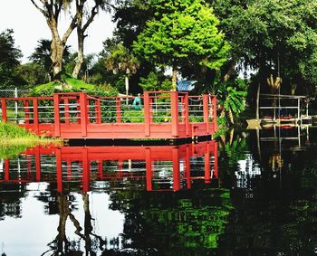 Reflection of trees in water