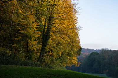 Trees growing on field against sky during autumn