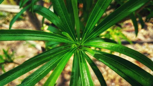 High angle view of plant growing on field