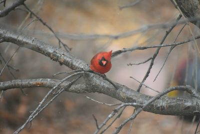 Close-up of bid on branch