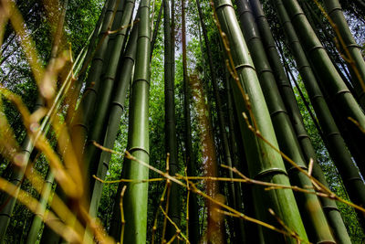 Low angle view of bamboo trees in forest