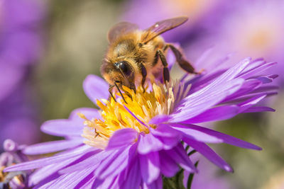 Close-up of bee on pink flower