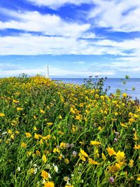 Yellow flowering plants by sea against sky