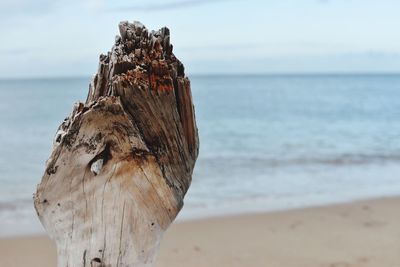 Close-up of driftwood against beach