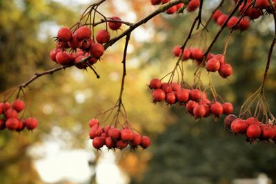 Close-up of red berries growing on plant