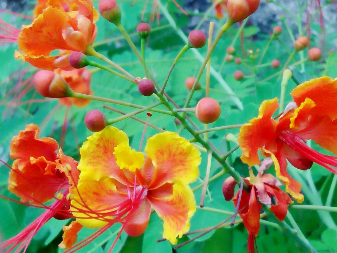 CLOSE-UP OF RED FLOWERS