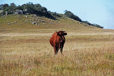 Horse in a field