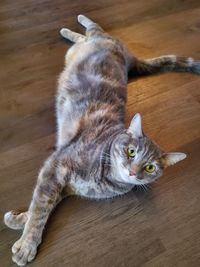 High angle view of cat lying on hardwood floor
