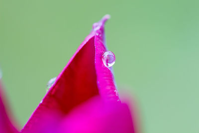 Close-up of water drops on flower