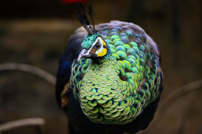 Close-up of peacock