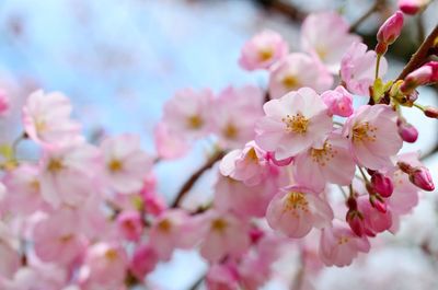 Close-up of pink flowers on tree