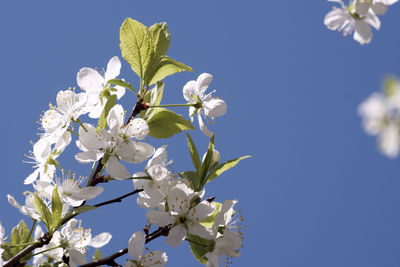 Low angle view of cherry blossoms against sky