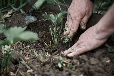 Planting strawberry seedlings with hands in the ground in the garden, spring, village