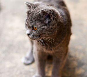 Close-up of a cat looking away