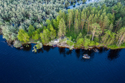 Scenic view of river amidst trees in forest