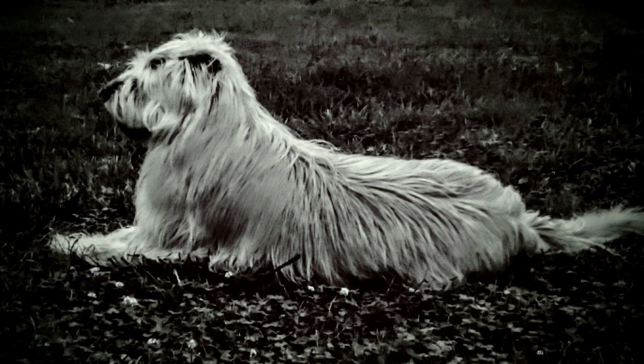 animal themes, field, one animal, grass, domestic animals, mammal, livestock, grassy, nature, standing, side view, white color, animal hair, no people, outdoors, day, plant, wildlife, relaxation, full length